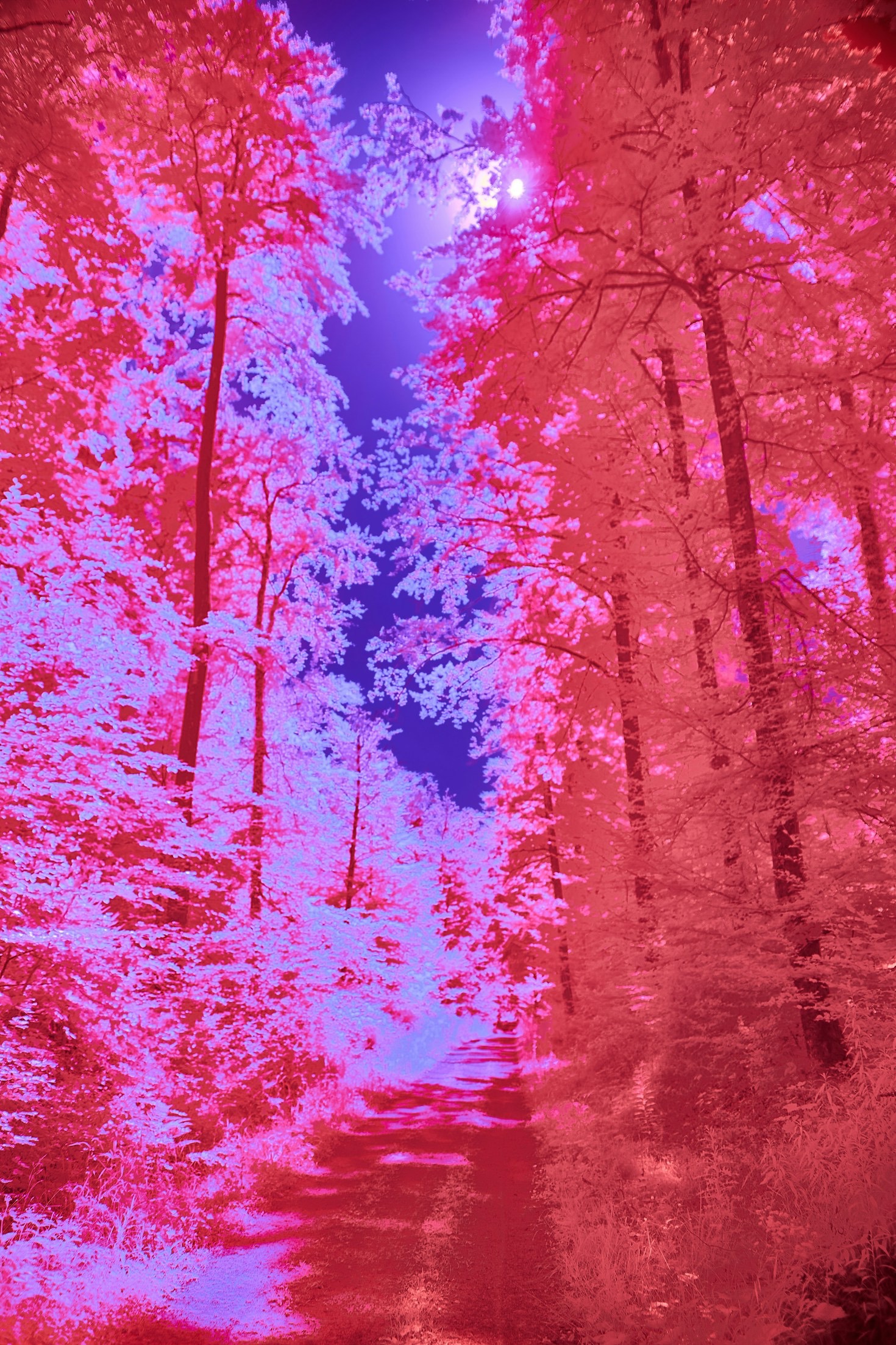 Common Mistakes in Infrared Photography and How to Avoid Them